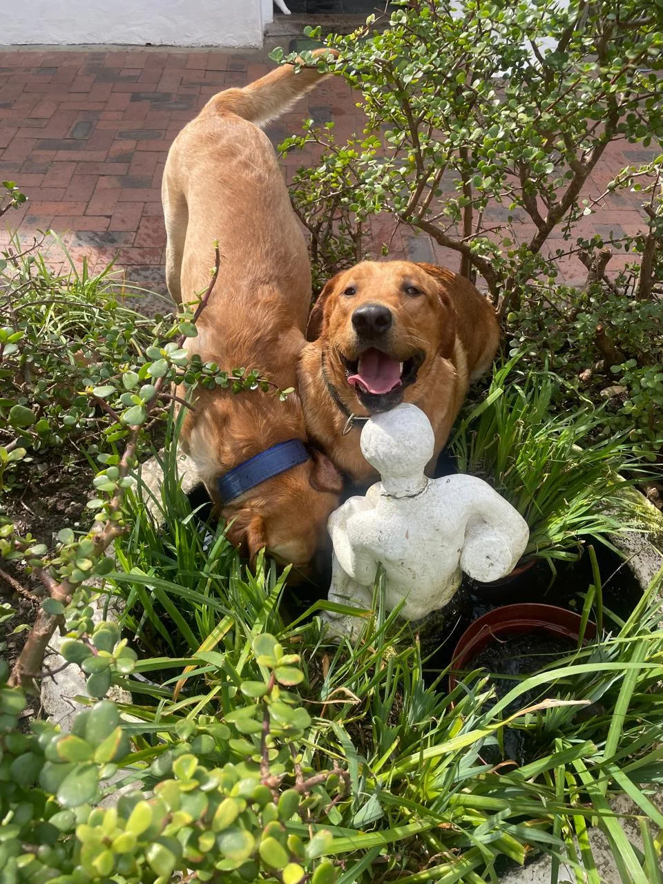 The resident dogs and cats at InAweStays, 34 Camp Street, Gardens, Cape Town